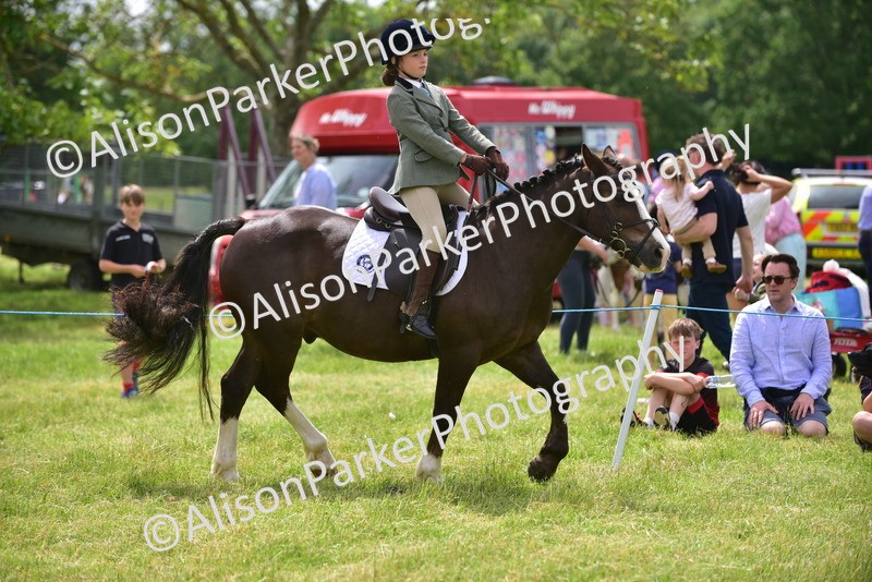 20260614-3969 - Class 16 - Handsome Gelding