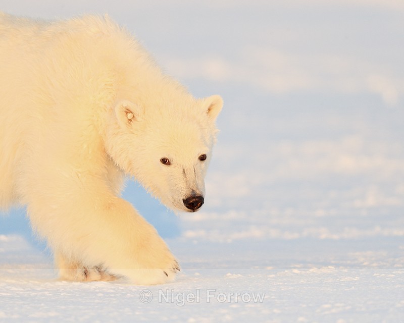 Polar Bear cub close, Svalbard, Norway - Polar Bear