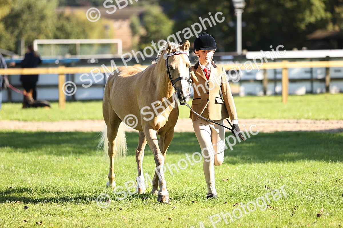 SBM_15905 - S1 - TSR in Hand Horse & Pony Showing