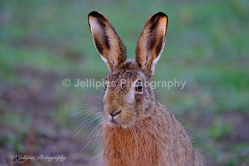  - Wildlife and Nature