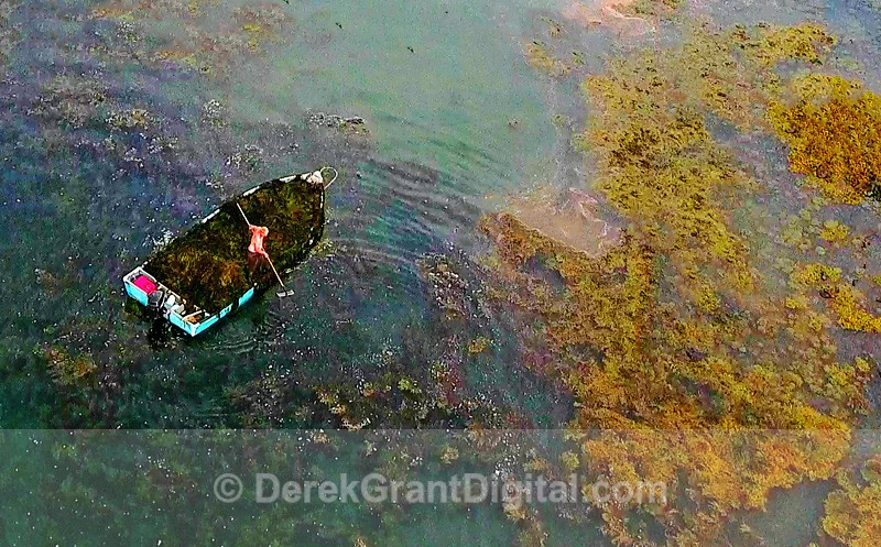 Harvesting Seaweed Charlotte County New Brunswick Canada - Fundy Postcards