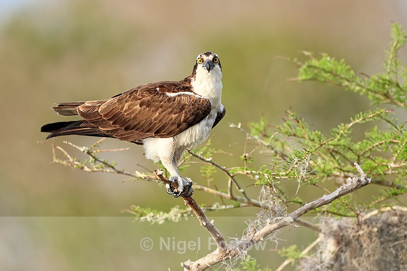Osprey side view close approach, Blue Cypress Lake, Florida - Osprey