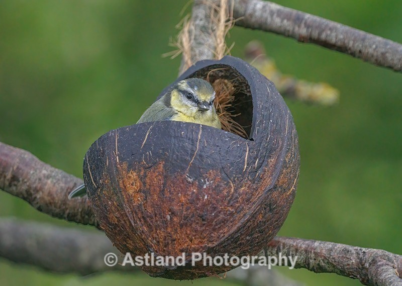 Blue Tit - Latest Images