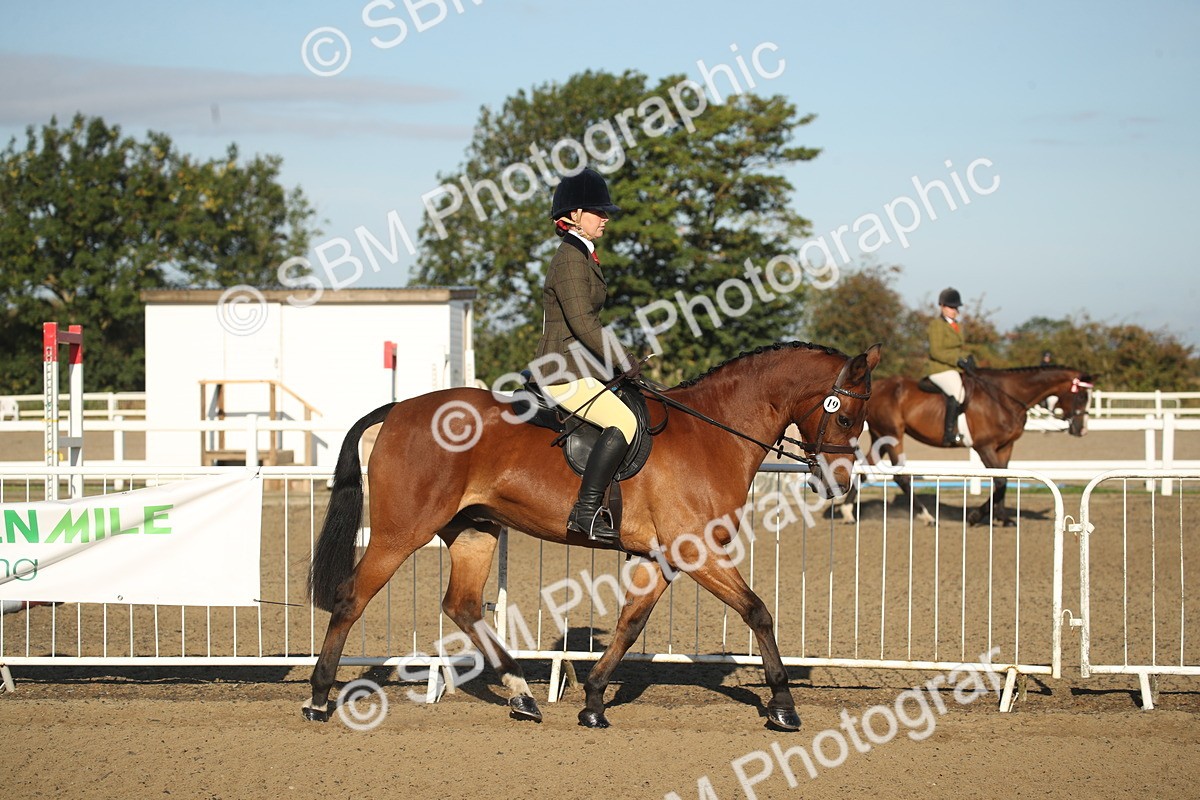 SBM_11501 - Class 502 - Riding Club Horse