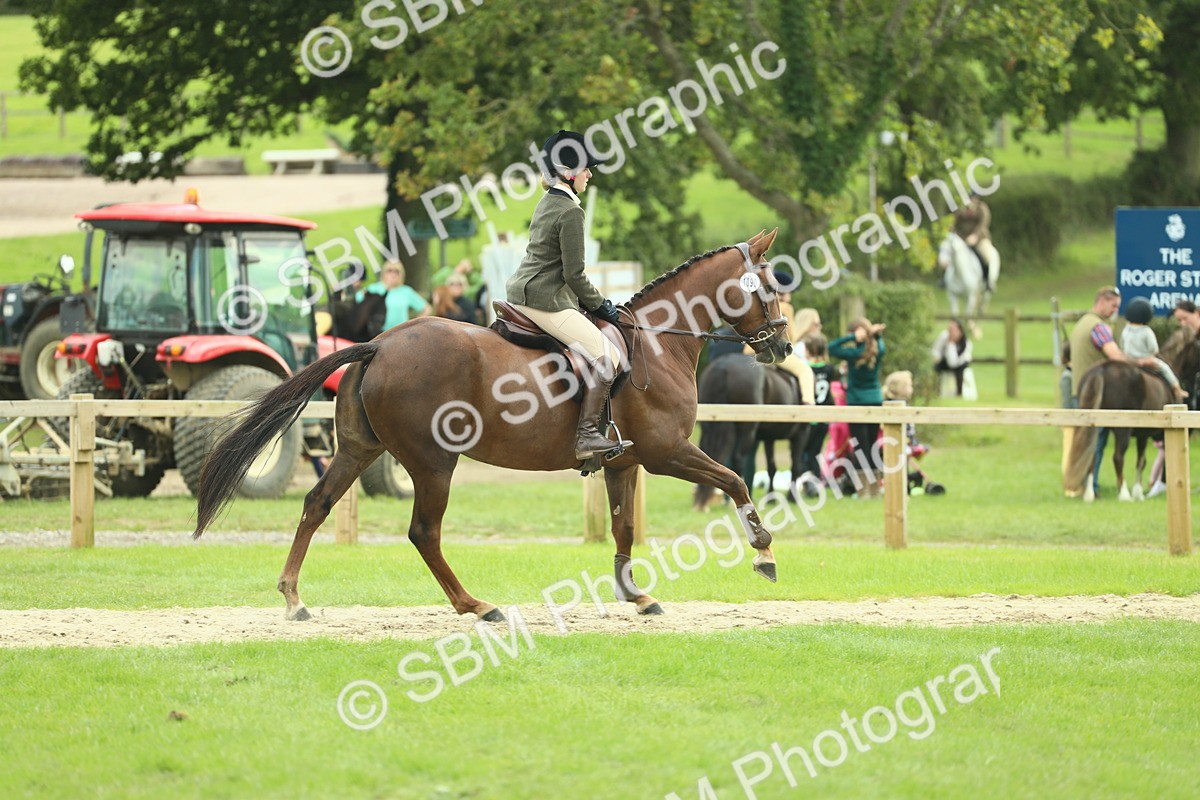 SBM_47951 - S32 - Novice & Newcomers Working Hunter