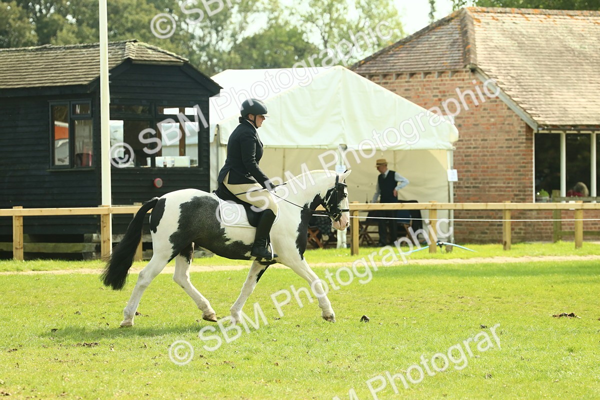 SBM_66596 - S34 - Rehabilitated Rescue Horse & Pony In Hand & Ridden