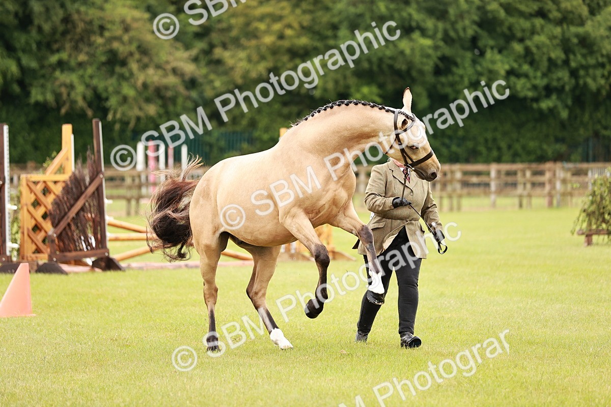 SBM_00710 - Class 26-30 Sport Horse In Hand