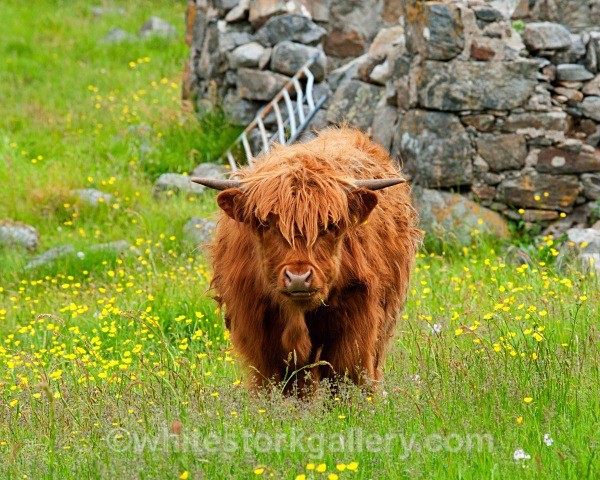 Highland Cattle - Scottish Highlands