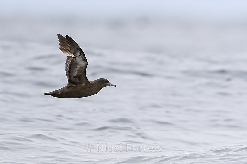 Sooty Shearwater showing underwings, Chile - Sooty Shearwater