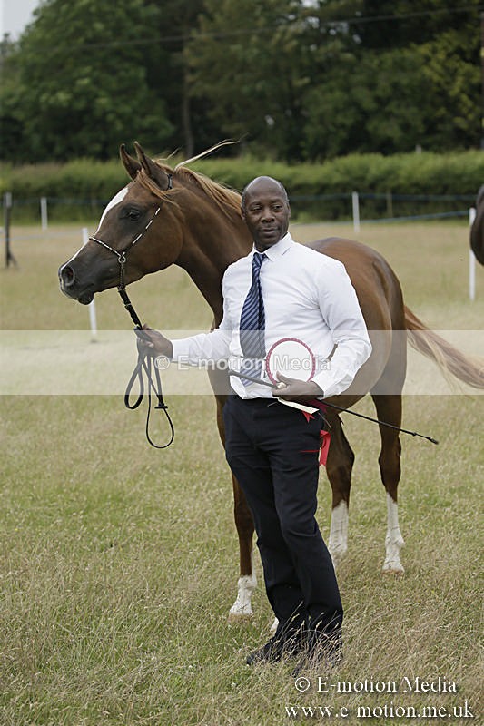 B230619-0854 - Bourne Valley Riding Club Summer Show 23/06/19