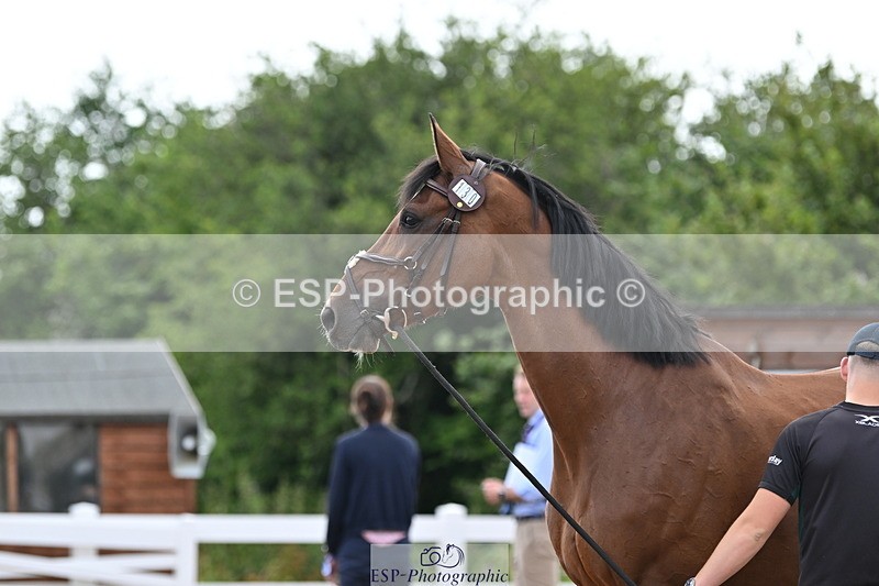 240717A-143539-02130 - Trot Up 2pm to 3pm - This folder is not in time order