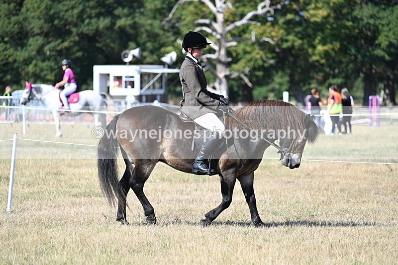 WJ7_3440 - Class 9 Mountain & Moorland Ridden
