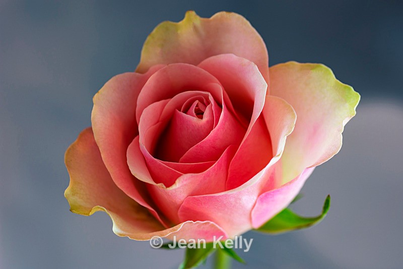 Pink Rose - DSC_2699 - Pink