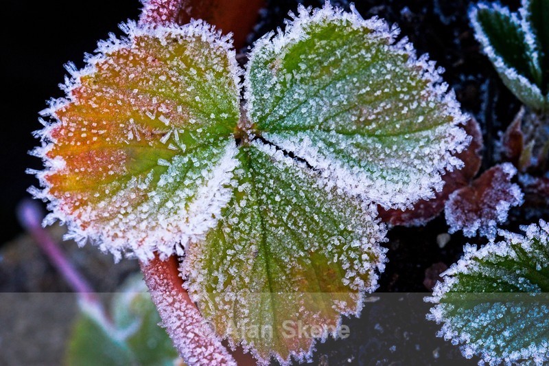 DSC02523 - Winter