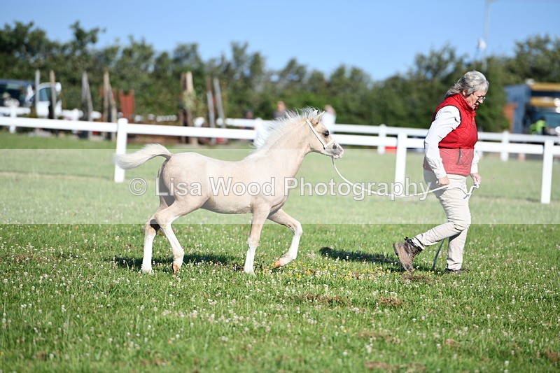 DSC_5361 - Classes 47 & 48: NPS M&M Brood Mare and Foal