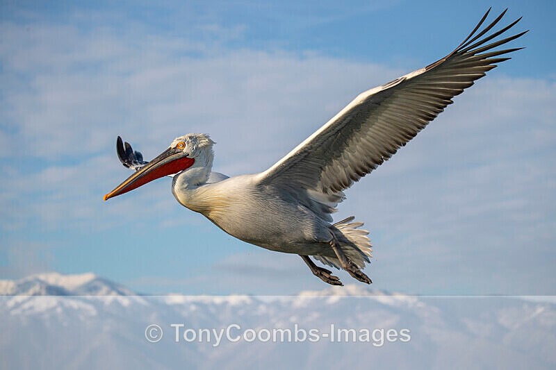 Dalmatian Pelican - Lake Kerkini