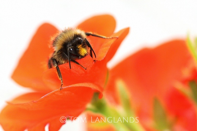Bee & Geranium - Macro
