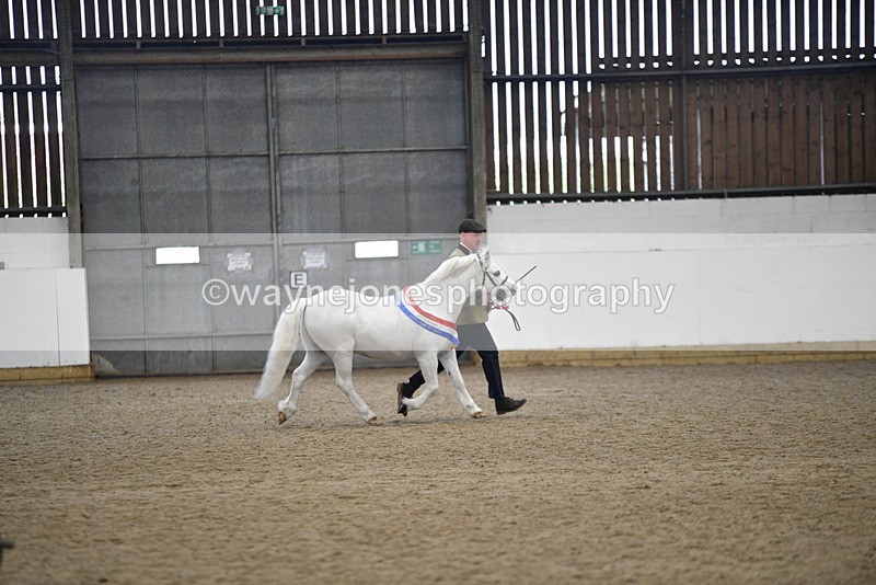 WJ5_5826 - Morning in hand Championship