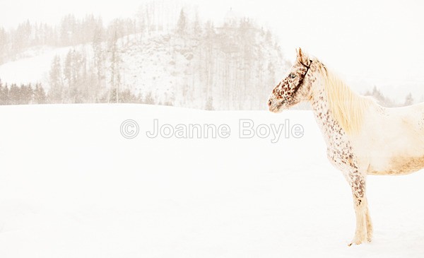side shot of horse in snow - Equine Gallery Portfolio