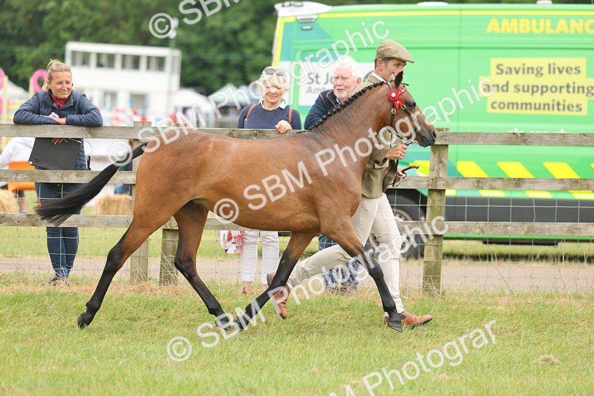 SBM_05550 - Class 68-73 - Riding Pony Breeding