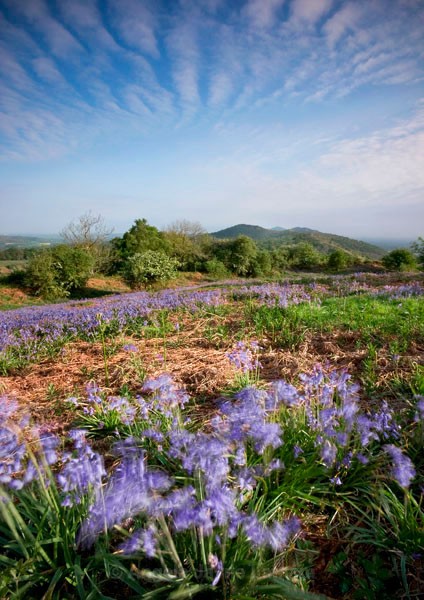 Midsummer Bluebells (P) - The Malvern Hills