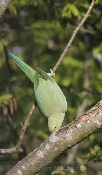 Typical Ring Necked Green Parakeet - BIRDS & INSECTS