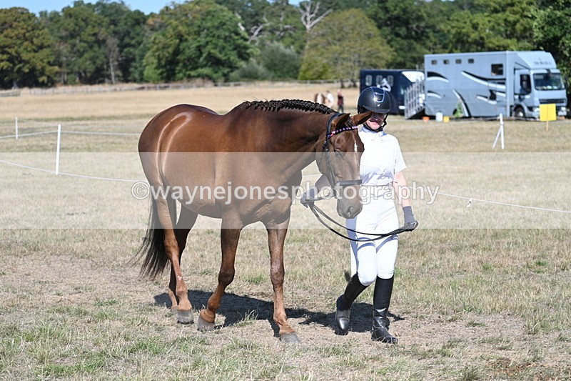 WJ7_1445 - Class 42 Most Handsome Gelding