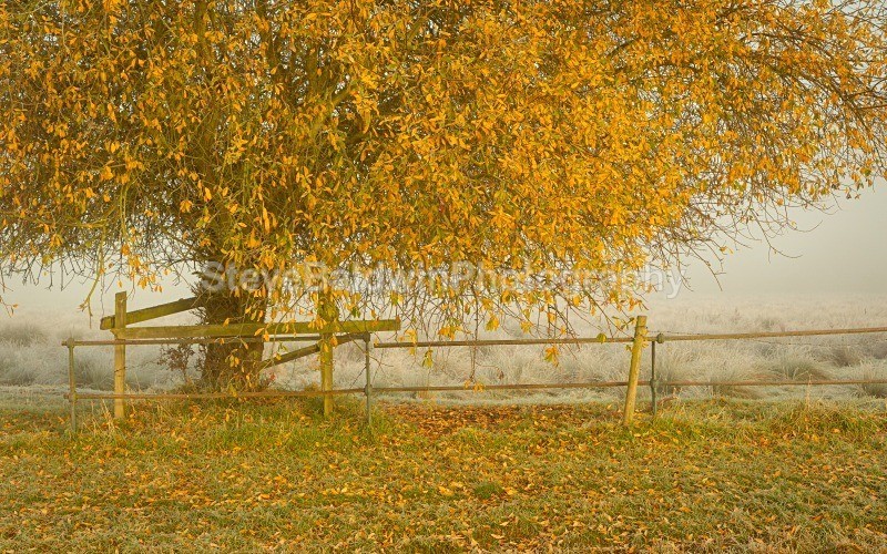 Autumn Leaves: 183E - Earth: Close to Home