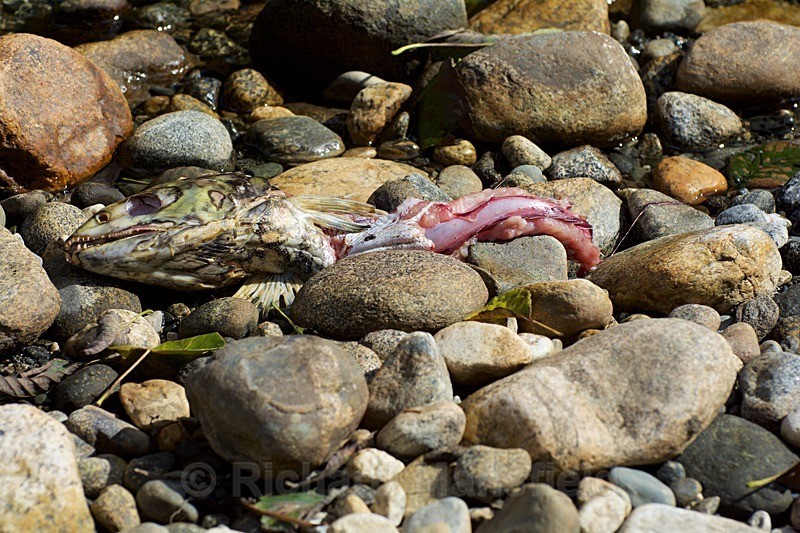  - Canada West Coast