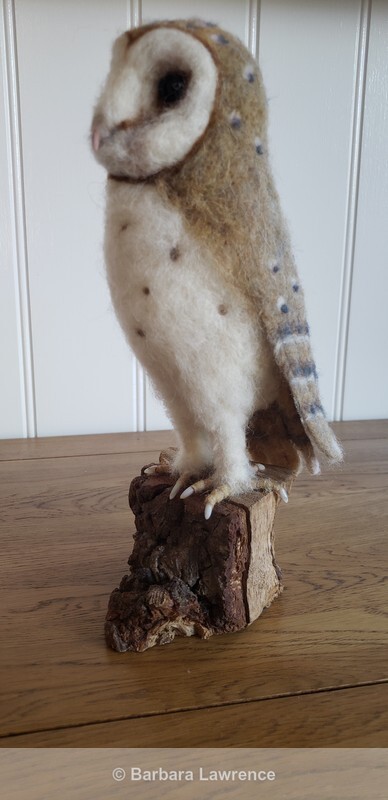 Barn Owl Photo 3. - Gallery