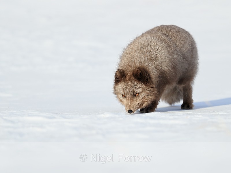 Arctic Fox sniffing ground, Svalbard, Norway - Arctic Fox