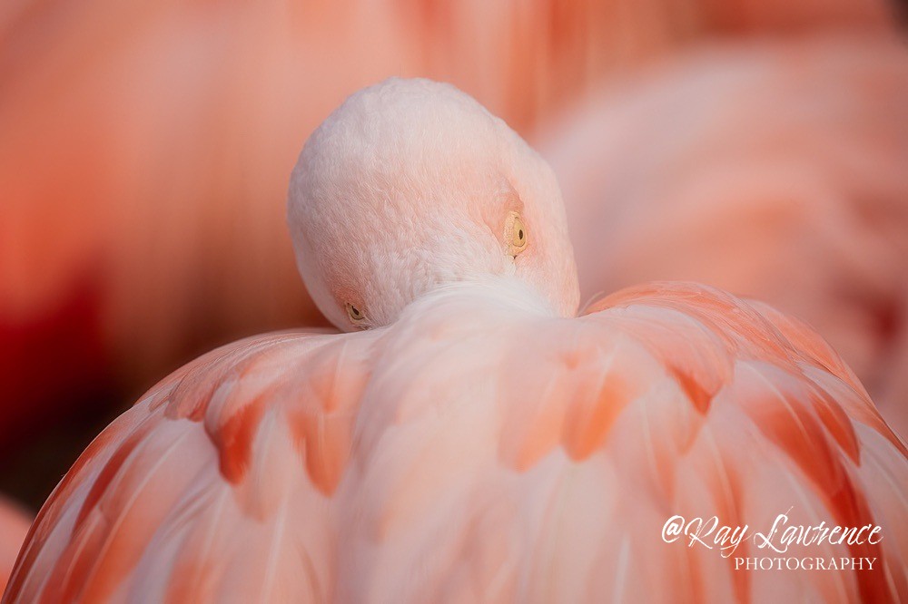 RLP_2288-652-Edit-Edit - Vulnerable and Beyond