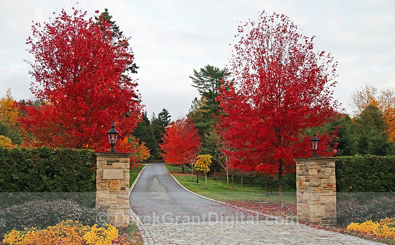 Autumn Drive - Autumn Festival