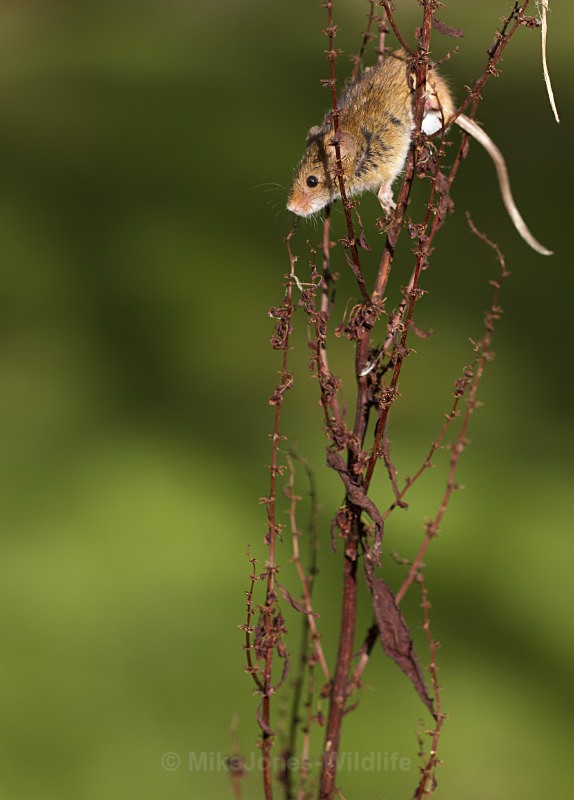 HARVEST MOUSE ref HM 1 - HARVEST MOUSE