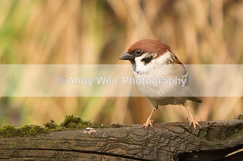 20120218-_MG_8902 - Tree Sparrow