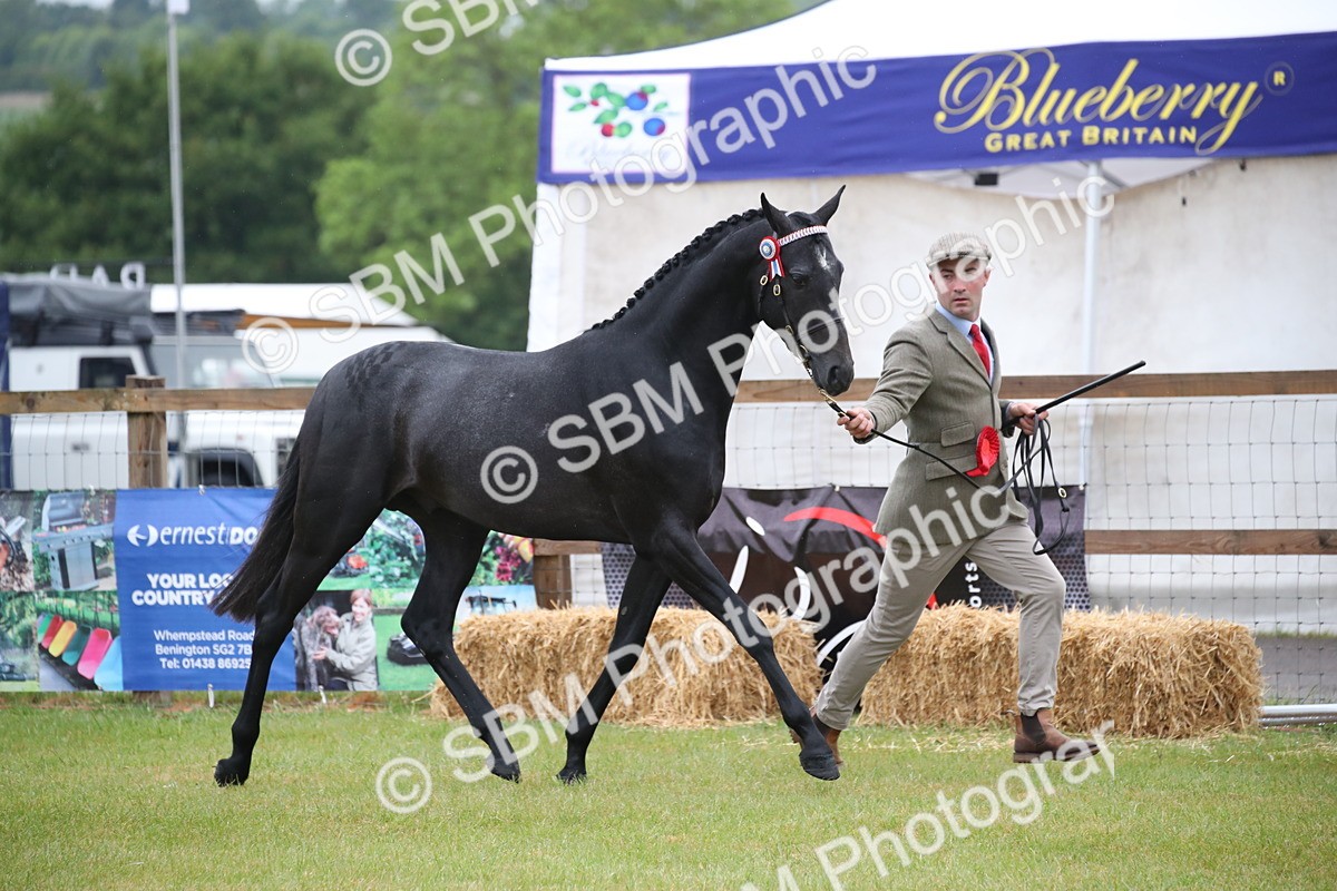 SBM_00098 - Class 17-20 - Arab & Part Bred - Anglo Arab In Hand