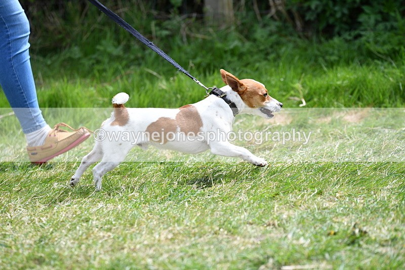 WJ5_0341 - Class 7 Best Terrier