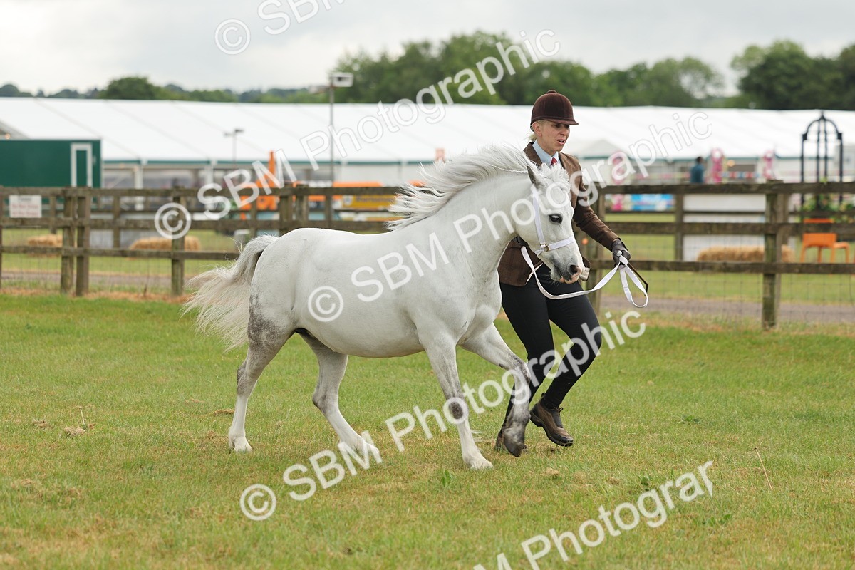 SBM_01596 - Class 50-57 - M&M Welsh Pony In Hand