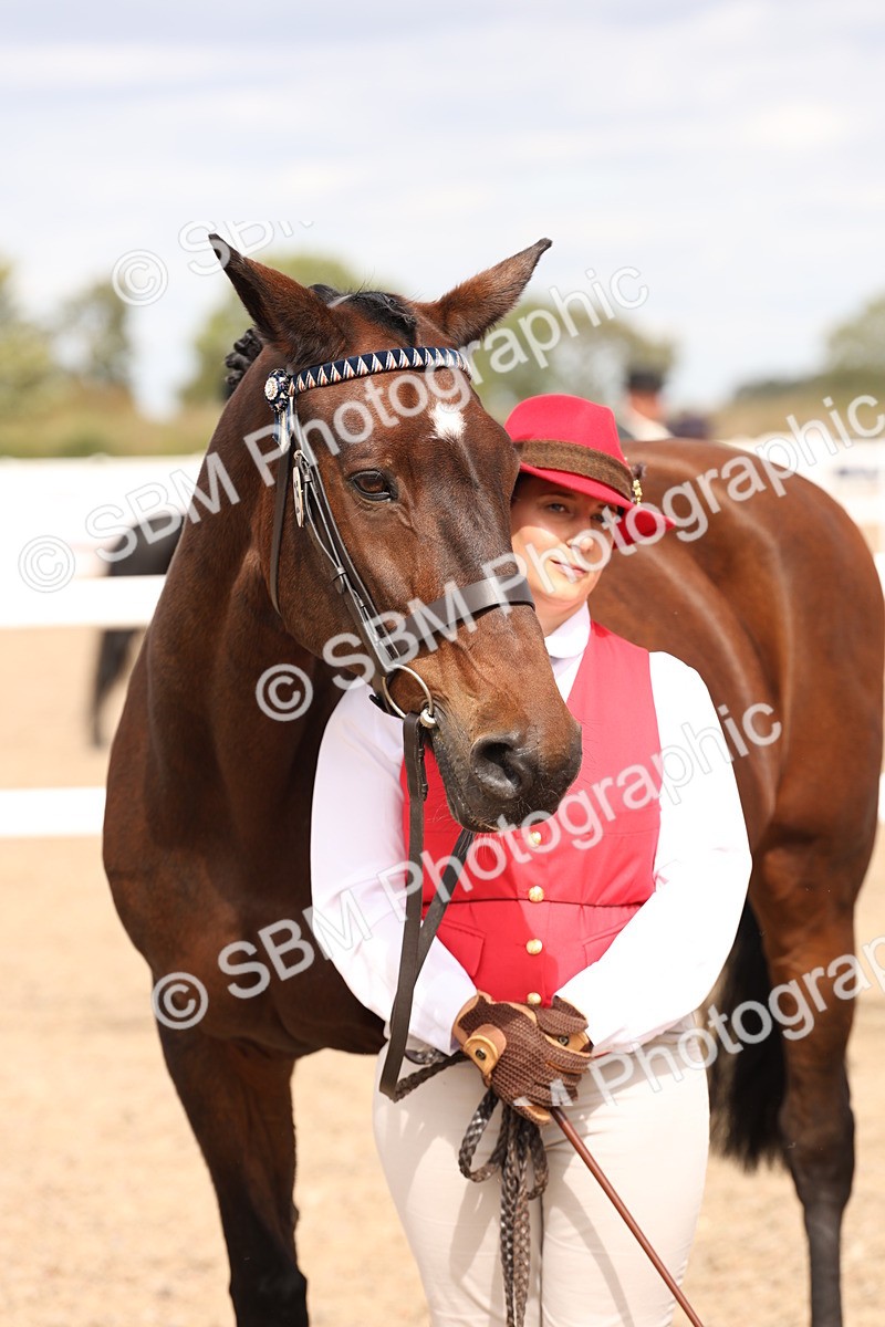SBM_15390 - Class 210- IH Show Horse