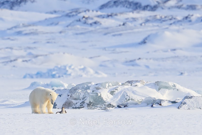 Polar Bear cub catches Fulmar, Svalbard, Norway - Polar Bear