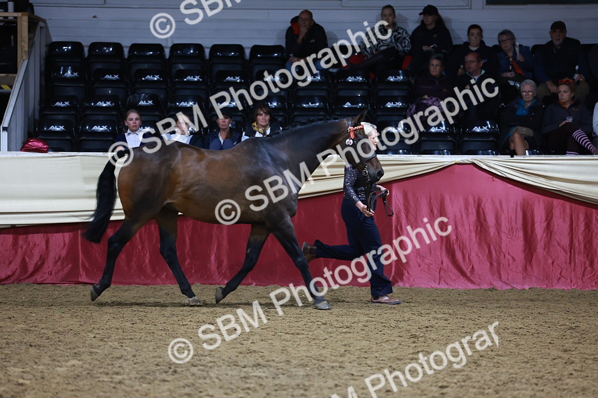 SBM_20503 - Class G - IH Large (over 148cm)Champ