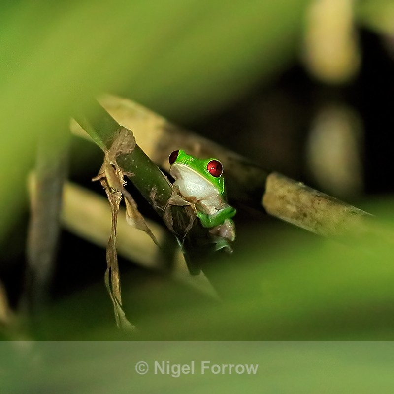 Red-eyed Tree Frog at night, Casa Corcovado, Costa Rica - REPTILES & AMPHIBIANS