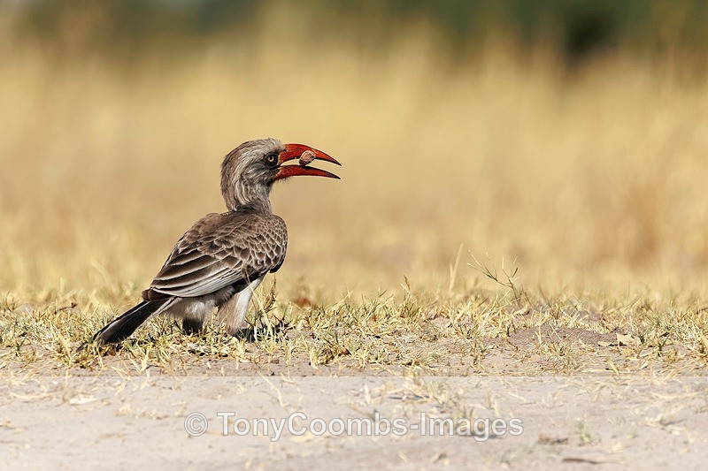 Bradfield's Hornbill - Botswana ~ Birds