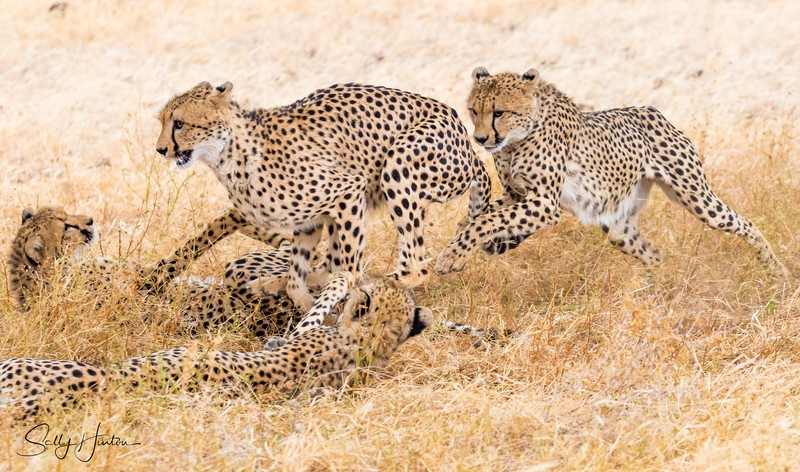 Cheetahs Playing 6
