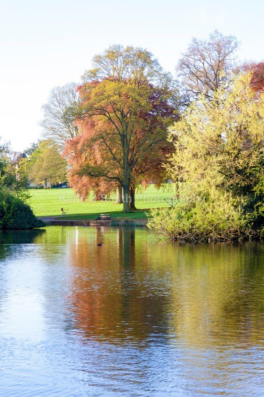 8SKJ6766 - Trees in Abington Park