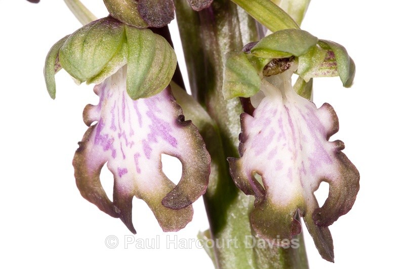  - WB: Orchids - Various