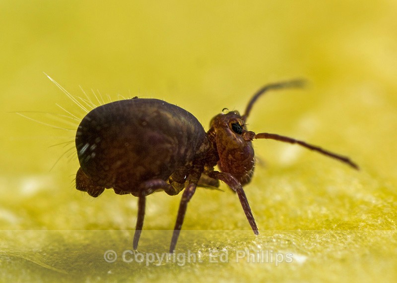 Dicyrtoma fusca - Dicyrtoma fusca