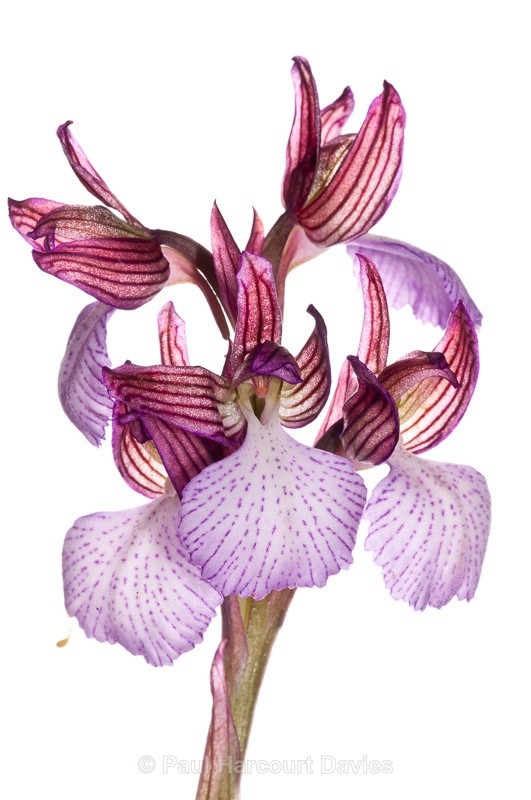  - WB: Orchids - Orchis