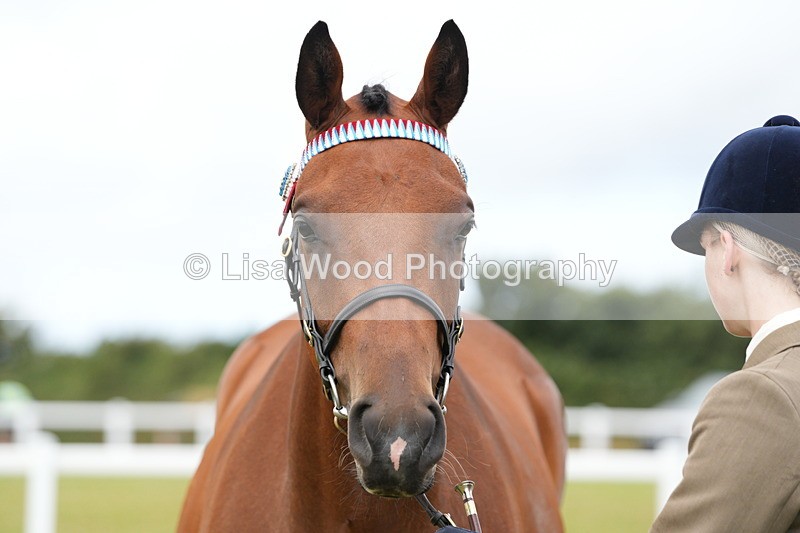 DSC06401 - Class 55: Hunter/Riding Horse/Hack 3 & 4 yr olds