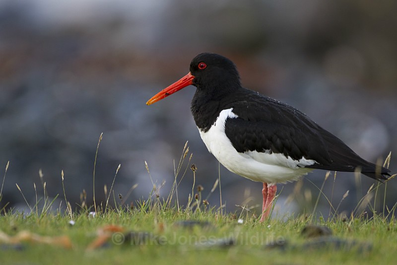 OYSTERCATCHER - OYSTERCATCHER GALLERY